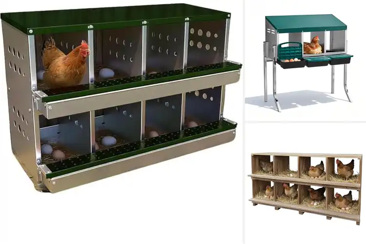 Detailed view of Best Cage Free Perch Raised Eggs